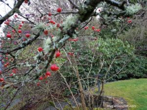 Read more about the article What To Do In The Garden In January