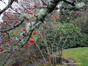 What To Do In The Garden In January, Mid Winter (photo by Trevor Brien / My Garden Plot)