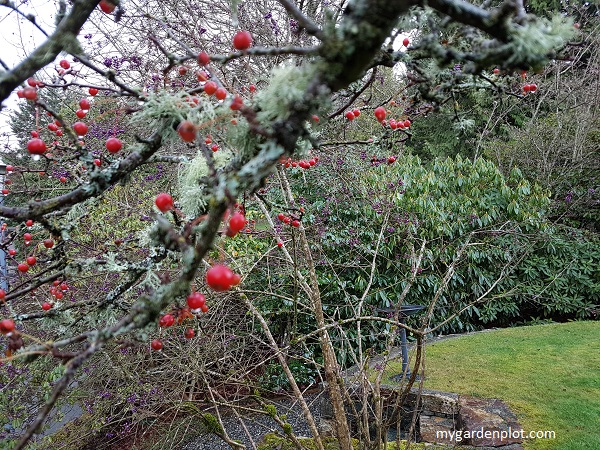 You are currently viewing What To Do In The Garden In January