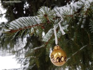 Quiet Month For Gardening In December (photo by Trevor Brien / My Garden Plot)