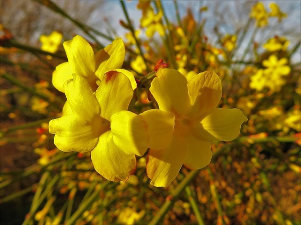 How To Grow And Prune Winter Jasmine Yellow Flowers Vine