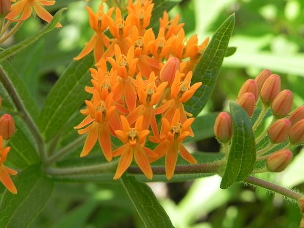 Where To Plant And How To Grow Asclepias Tuberosa (Butterfly Weed, Orange Milkweed)