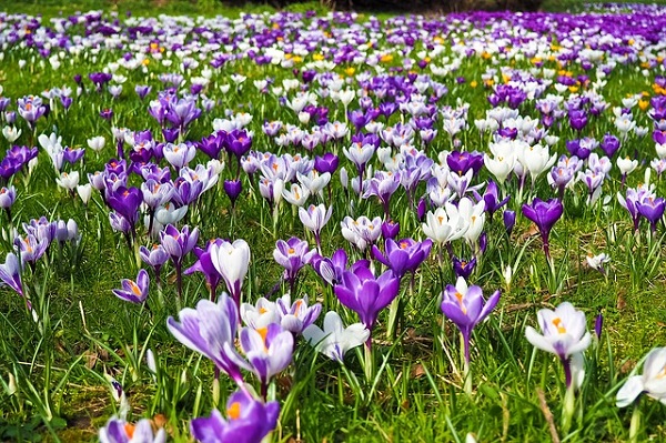 Lawn with Crocus Flowers in early Spring