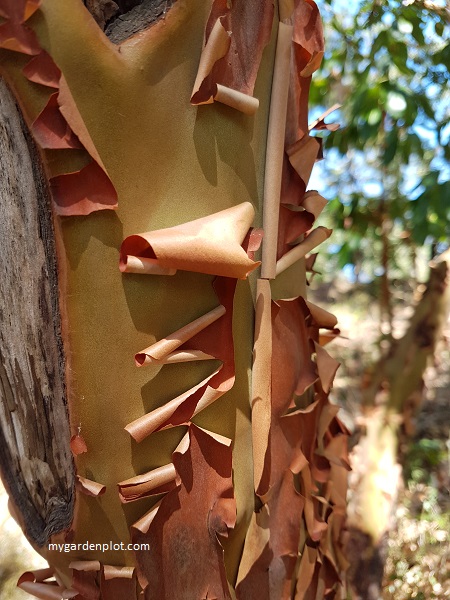 Arbutus menziesii (Madrone, Pacific Madrone) - photo by Trevor Brien / My Garden Plot