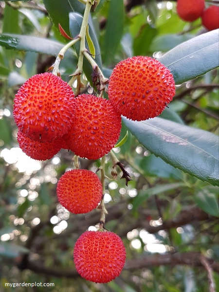 Arbutus unedo berries early Winter (Strawberry Tree) - photo by Rosana Brien / My Garden Plot