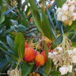 Arbutus Madrone And Strawberry Tree Guide