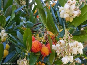 Read more about the article Arbutus Madrone And Strawberry Tree Guide