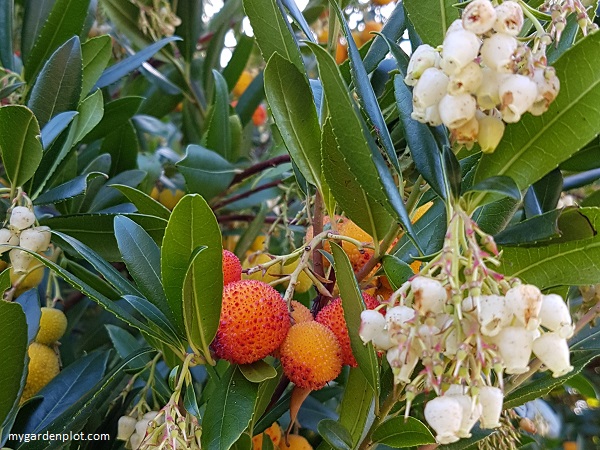You are currently viewing Arbutus Madrone And Strawberry Tree Guide