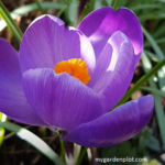 Growing Crocus