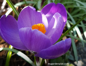 Read more about the article Growing Crocus