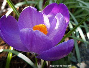 Spring Crocus (photo by Rosana Brien / My Garden Plot)