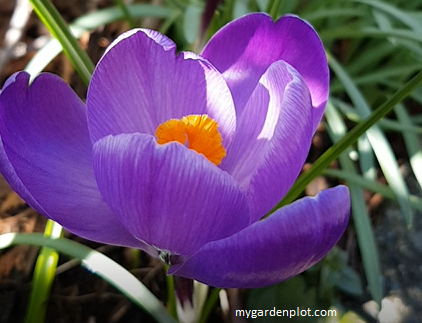 You are currently viewing Growing Crocus