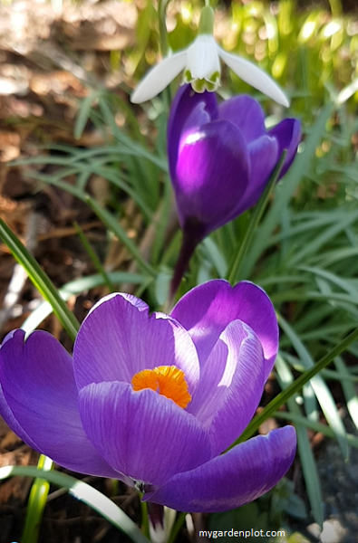 Late Winter And Spring Flowering Crocus (photo by Rosana Brien / My Garden Plot)