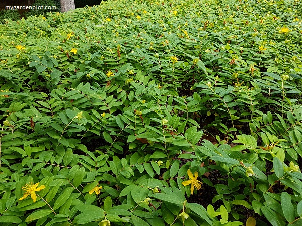 Hypericum calycinum Groundcover / Creeping Shrub - St John's Wort (photo by Rosana Brien / My Garden Plot)