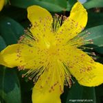 Hypericum St John’s Wort Care