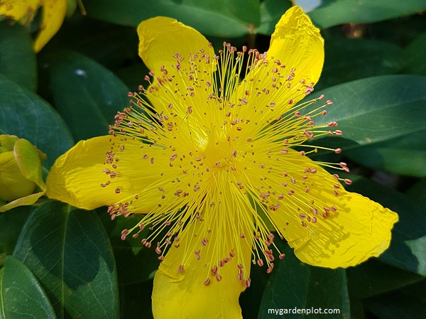 You are currently viewing Hypericum St John’s Wort Care