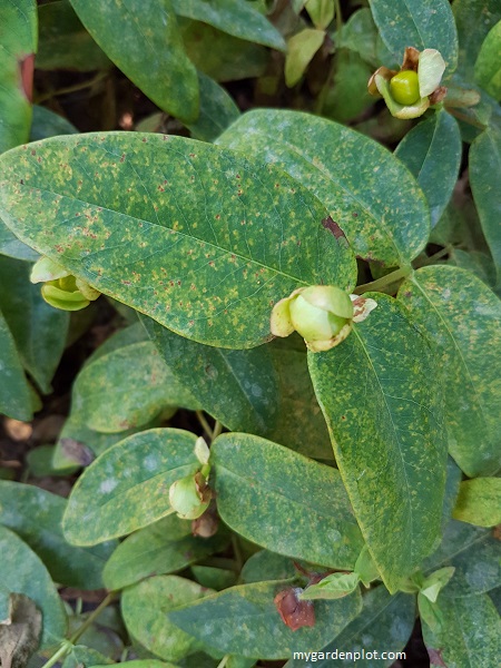 Hypericum (St John’s Wort) showing Rust Disease and Powdery Mildew​ (photo by Rosana Brien / My Garden Plot)