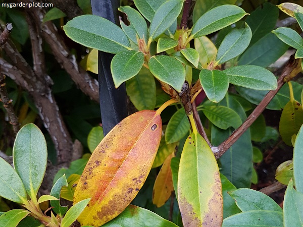 You are currently viewing How To Manage Garden Pests And Diseases