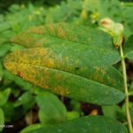 Rust Plant Disease