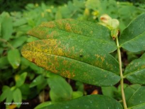 St John's Wort With Rust Fungal Disease (photo by Rosana Brien / My Garden Plot)