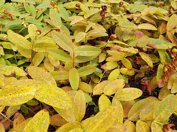 St John's Wort With Rust Fungal Disease (photo by Rosana Brien / My Garden Plot)