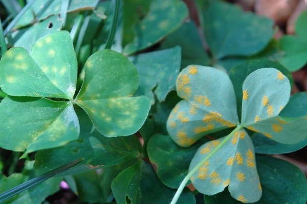 Oxalis rust caused by Puccinia oxalidis (photo by Scot C. Nelson, Plant Pathologist)