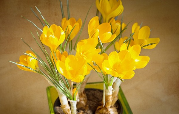 How To Grow Crocus In A Planter - Container Gardening