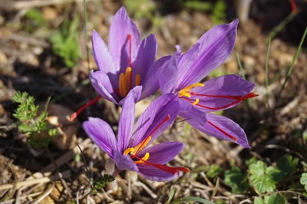 How To Plant And Grow Saffron Crocus