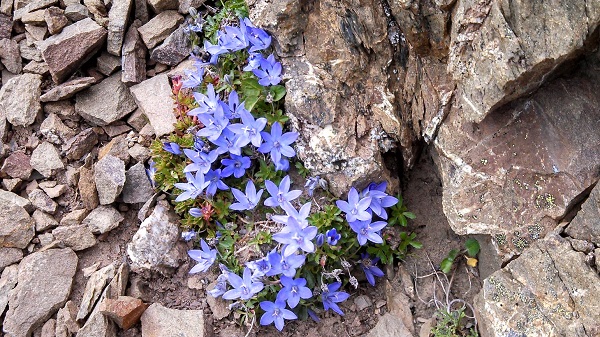 Campanula piperi - Piper’s Harebell, Olympic Bellflower, Olympic Harebell (Photo by John Brew)