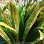 Hart’s Tongue Fern Care