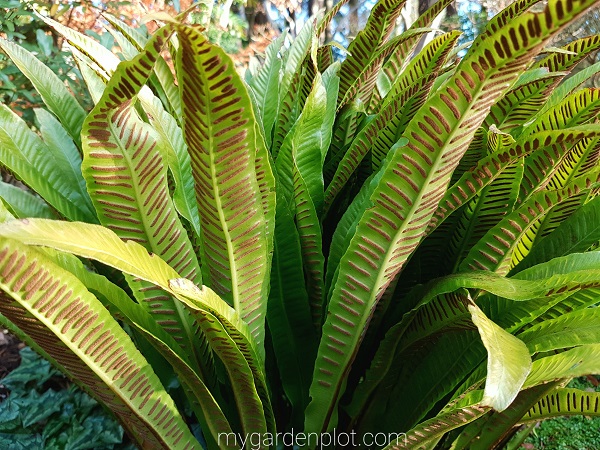 You are currently viewing Hart’s Tongue Fern Care