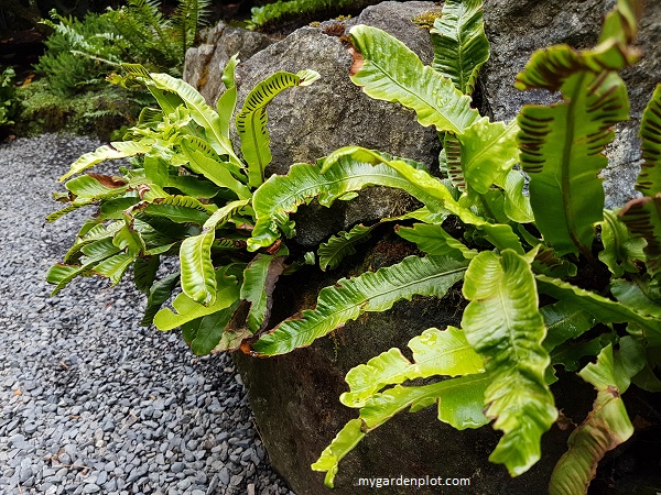 Asplenium scolopendrium (Hart's Tongue Fern) Growing In Crevices In A Rock Wall (photo by Rosana Brien / My Garden Plot)
