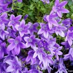 Campanula isophylla (Italian Bellflower) Star of Bethlehem (Photo: Trevor Brien / My Garden Plot)