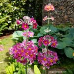 Candelabra Primula, Candelabra Primrose (Photo: Rosana Brien / My Garden Plot)