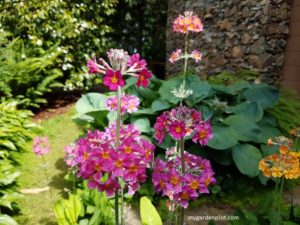 Read more about the article Candelabra Primulas