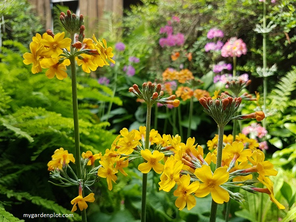 Candelabra Primula, Candelabra Primrose (Photo: Rosana Brien / My Garden Plot)