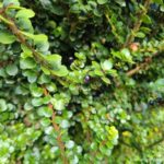 Grow Ilex Crenata