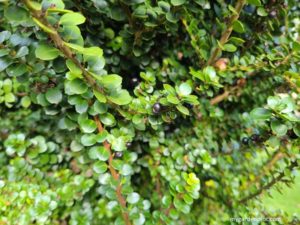 Read more about the article Grow Ilex Crenata