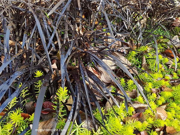 Ophiopogon planiscapus 'Nigrescens' Black Mondo Grass In December (photo by Rosana Brien / My Garden Plot)
