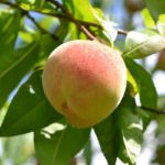 Grow Peach And Nectarine Trees