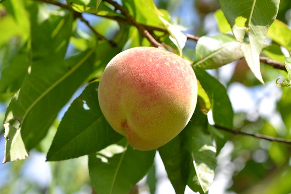 You are currently viewing Grow Peach And Nectarine Trees