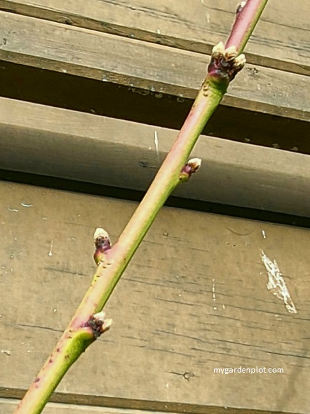 Peach Fruit Tree Stem With Single, Double And Triple Flower Buds (photo by Rosana Brien / My Garden Plot)
