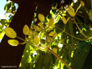 Evergreen Clematis armandii flower buds (photo by Rosana Brien / My Garden Plot)