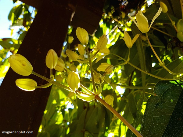 You are currently viewing Gardening Tasks For Late Winter