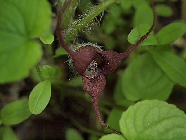 Asarum caudatum (Photo by Susan McDougall, Author of several books including Trees Live Here: The Arboretums Of America)