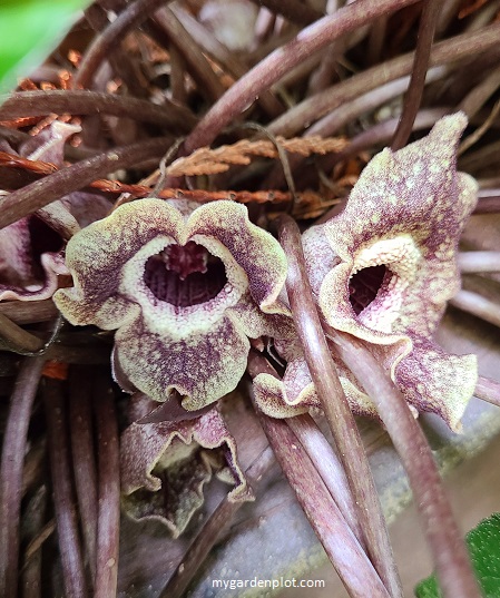 Asarum splendens, Quicksilver Chinese Wild Ginger Flowers (Photo: Rosana Brien / My Garden Plot)