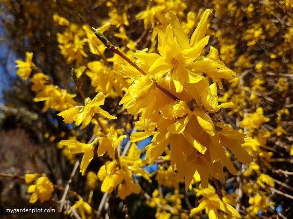 You are currently viewing What To Do In The Garden Early Spring