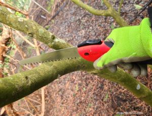 Read more about the article Best Pruning Saws