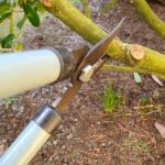 Best Loppers For Pruning