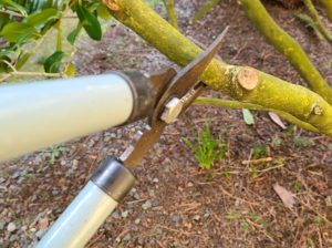 Buyers Guide On How to Choose Loppers For Pruning | Reviews And Recommendations On Best Garden Loppers (Long Handled Pruners, Tree Loppers)